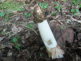 Phallus impudicus