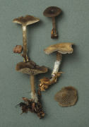 Clitocybe ditopus Mushroom