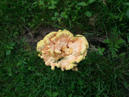 Laetiporus sulphureus   008