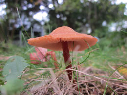 Laccaria laccata