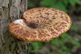 Polyporus squamosus 8