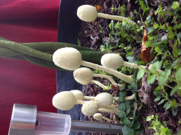 Leucocoprinus birnbaumii2