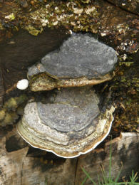 Ganoderma applanatum 2