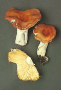 Russula pseudointegra Mushroom