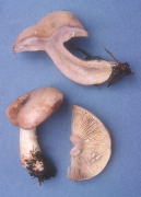 Lactarius uvidus Mushroom
