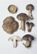 Tricholoma saponaceum var squamosum Mushroom