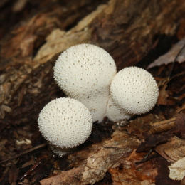 Lycoperdon perlatum