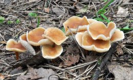 Collybia dryophila5