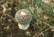 Amanita spissa field Mushroom