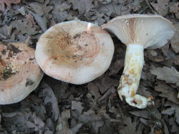 Lactarius chrysorrheus2