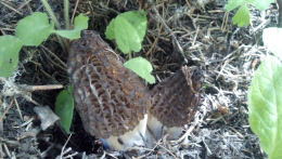 Morchella elator var typicaCHECK