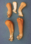Clavariadelphus truncatus Mushroom
