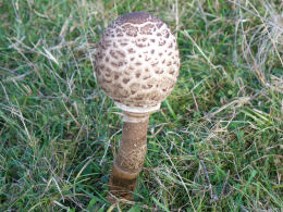 Lepiota procera4