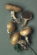 Scleroderma verrucosum Mushroom