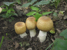 Agaricus augustus Buck.jpg