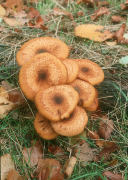 Armillaria gallica field Mushroom