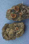 Peziza bovina Mushroom
