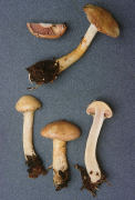 Cortinarius delibutus Mushroom