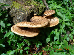 Polyporus squamosus 8