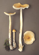 Amanita crocea3 Mushroom