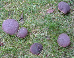 Boletus zelleri