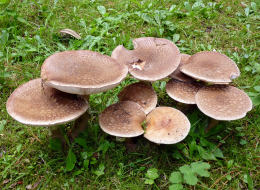 Amanita rubescens 6