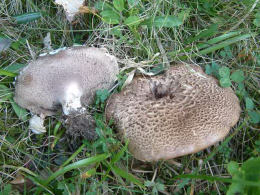 Sarcodon imbricatum3