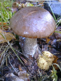 Leccinum scabrumF