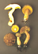 Boletus subtomentosus2 Mushroom