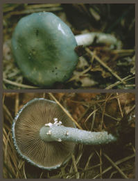 Stropharia aeruginosa2