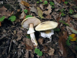 Agaricus sylvicola2