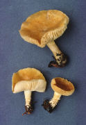 Armillaria straminea2 Mushroom