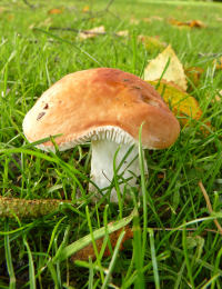 Russula betularum2