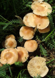 Marasmius oreades4