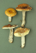 Russula decolorans 2 Mushroom