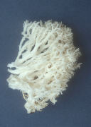 Hericium ramosum Mushroom