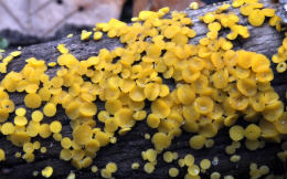 Bisporella citrina