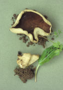 Disciotis venosa Mushroom