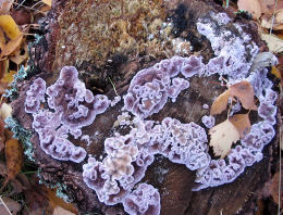 Chondrostereum purpureum3