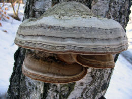 Fomes fomentarius 7 Mushroom