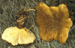 Paxillus atrotomentosus2