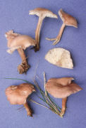 Calocybe carnea Mushroom