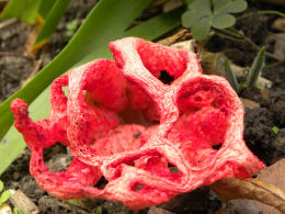 Clathrus ruber