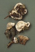 Phellodon melaleucus Mushroom