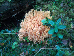 Ramaria flava2