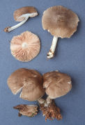 Pluteus cervinus3 Mushroom