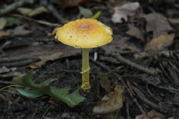 Amanita frostiana2