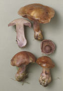Cortinarius purpurascens Mushroom