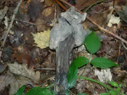 Helvella lacunosa3