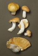 Russula lutea Mushroom